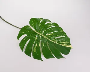23.5" Philodendron Spray Two Tone Green (12 stems)