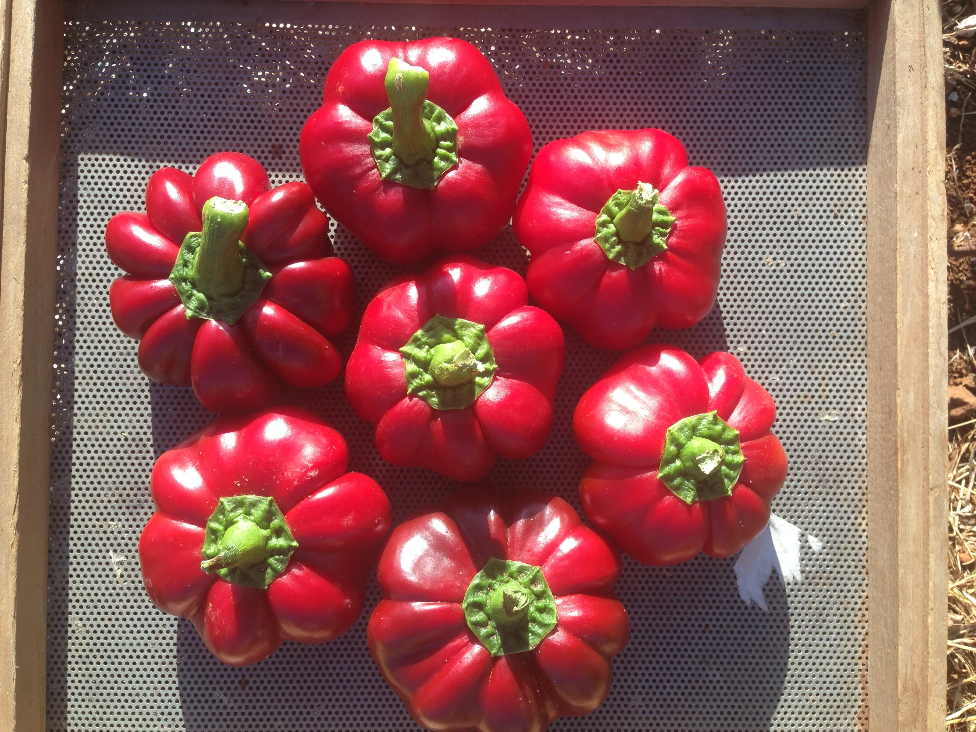 Amish Pimiento Sweet Pepper
