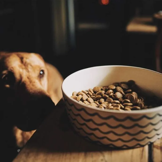Beco Printed Dog Food Bowl