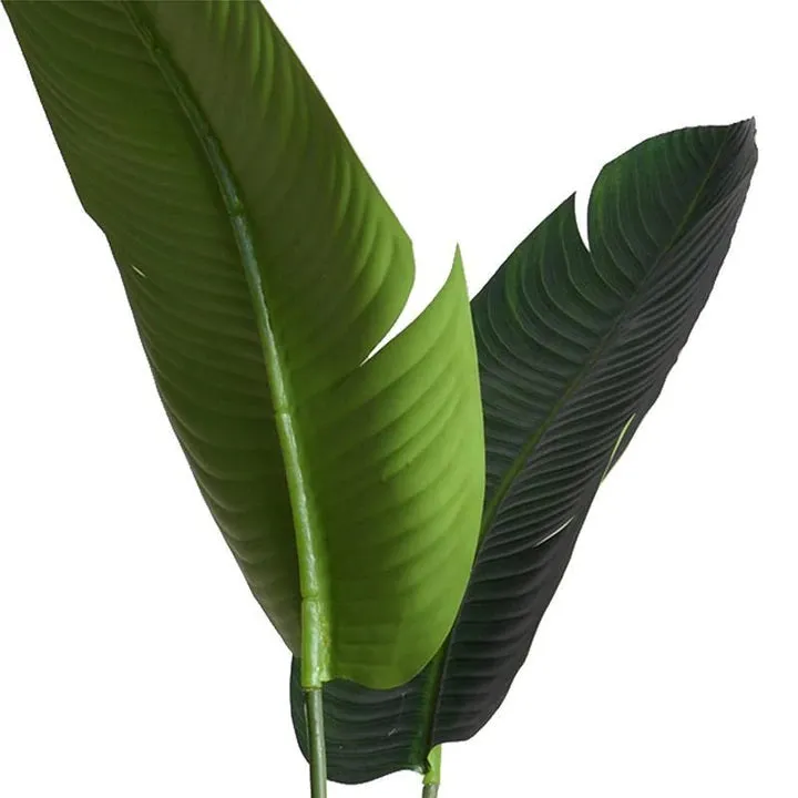 Bird of Paradise
