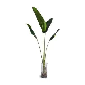 Bird of Paradise