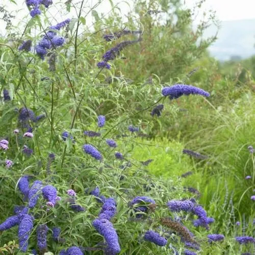 Buddleja davidii Nanho Blue