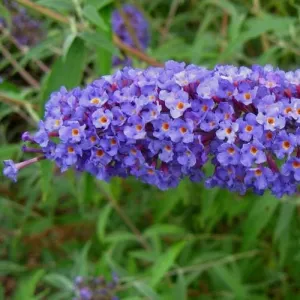 Buddleja davidii Nanho Blue