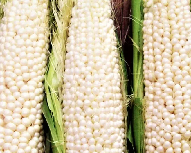 Corn Mix - Golden Bantam and Country Gentleman White Corn