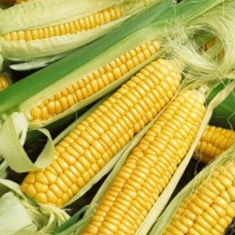 Corn Mix - Golden Bantam and Country Gentleman White Corn