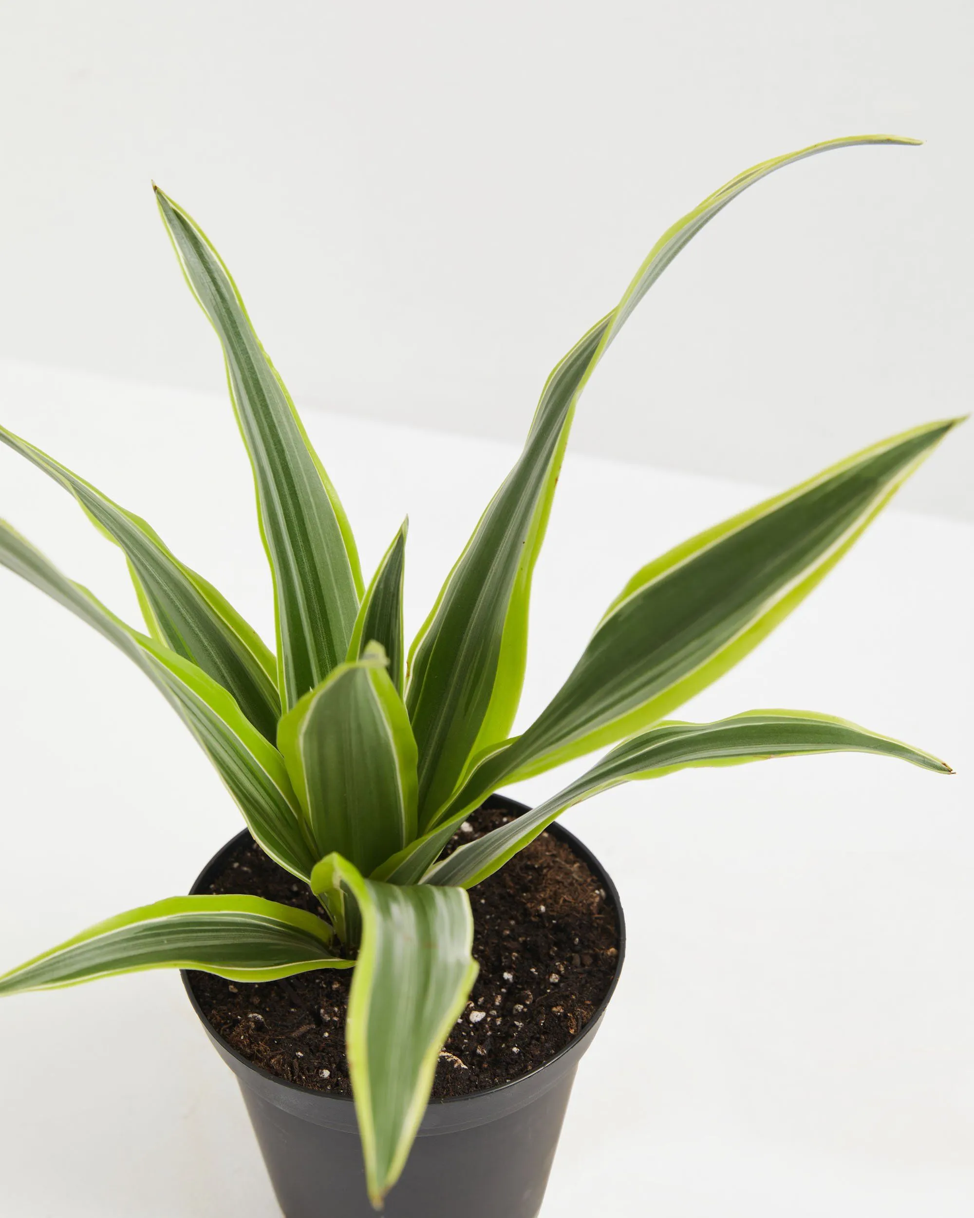 Dracaena Lemon Lime