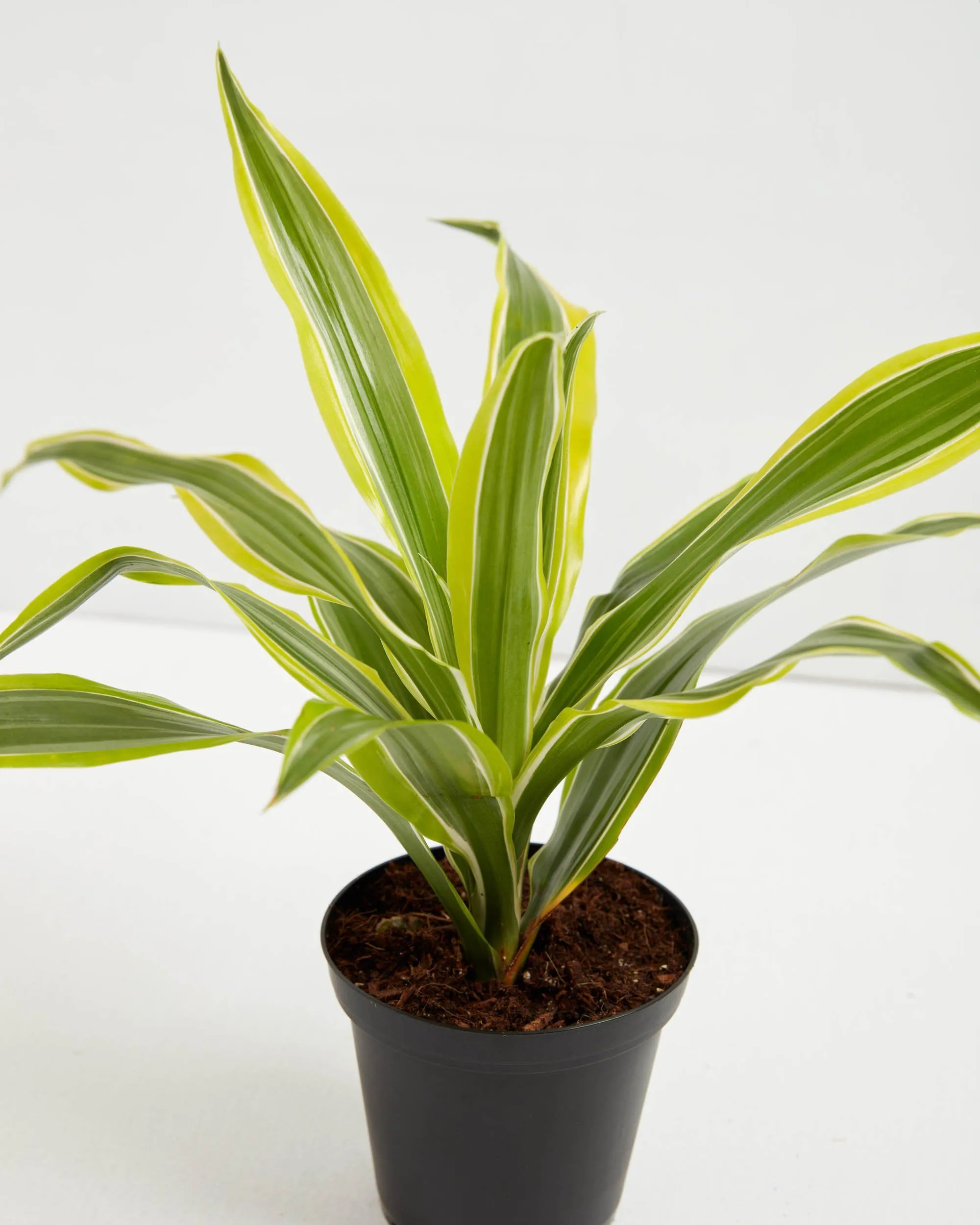 Dracaena Lemon Lime