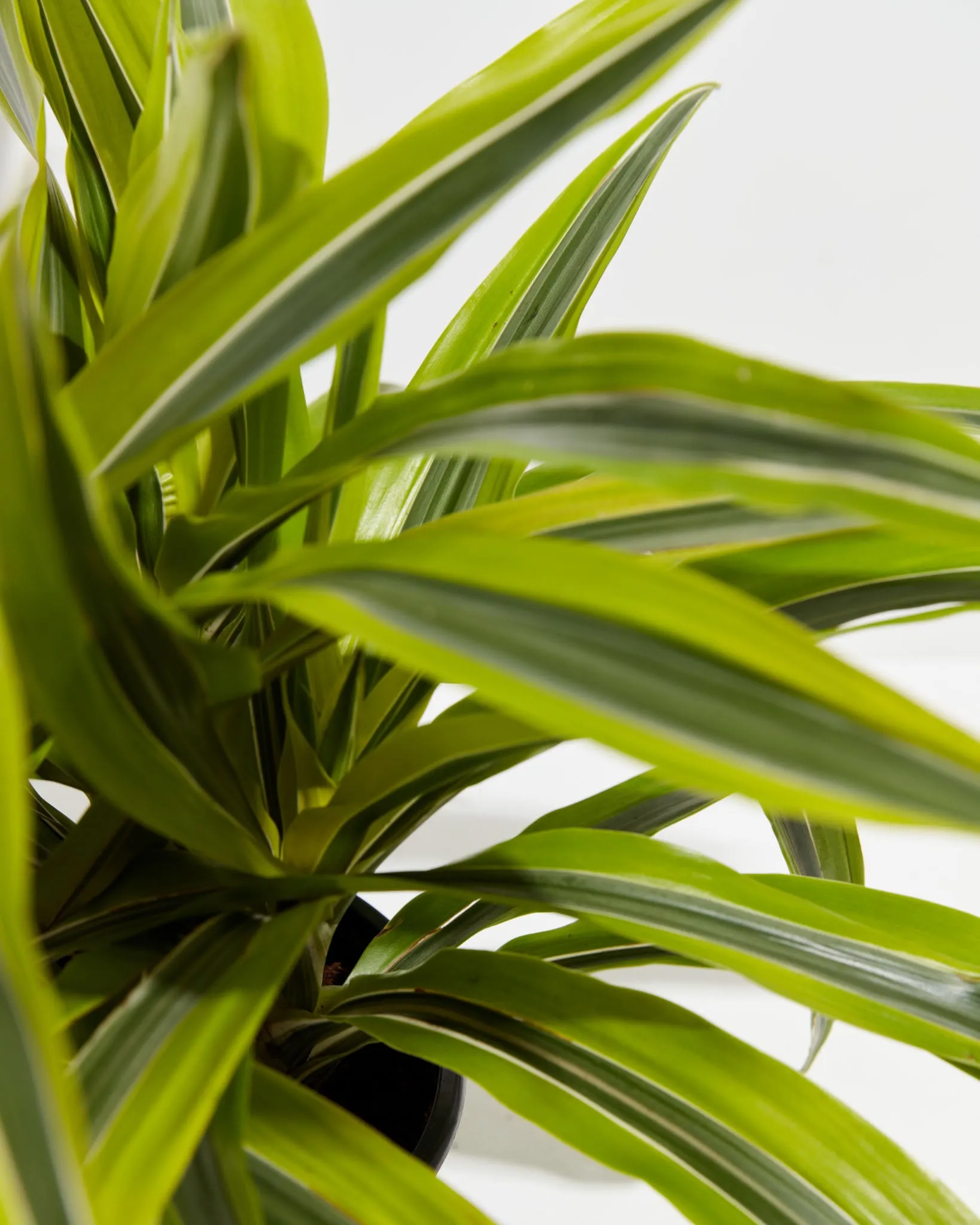 Dracaena Lemon Lime
