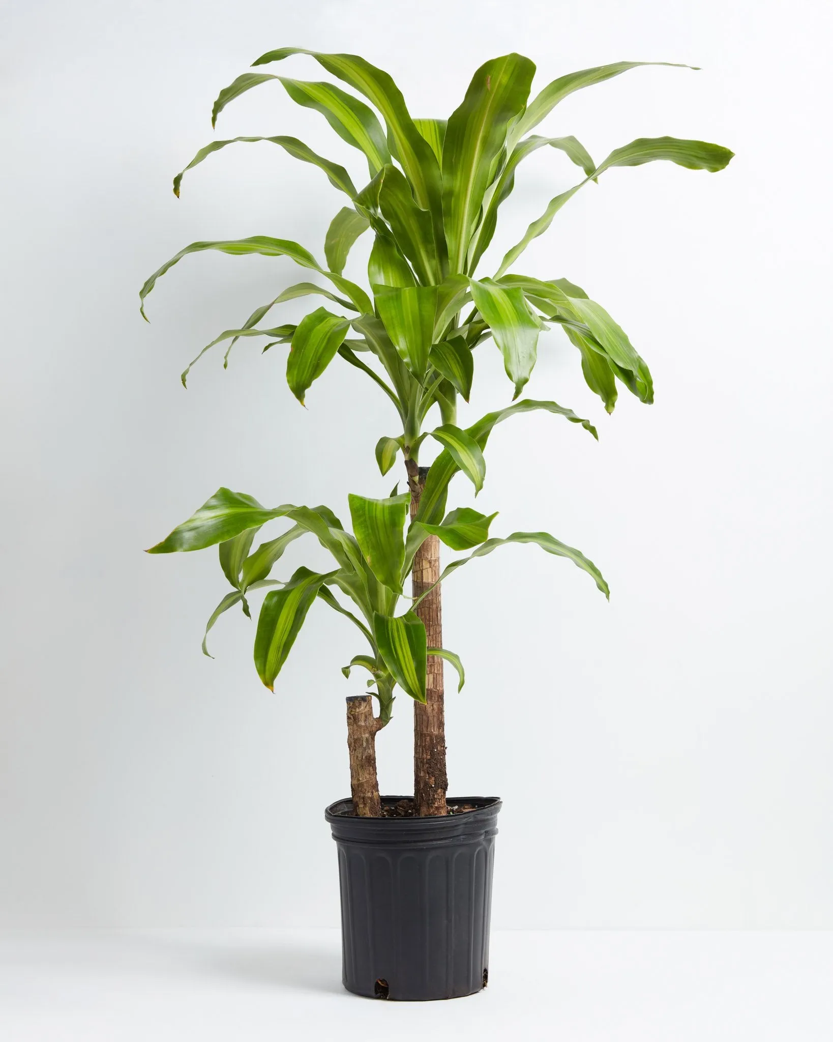 Dracaena Lemon Lime