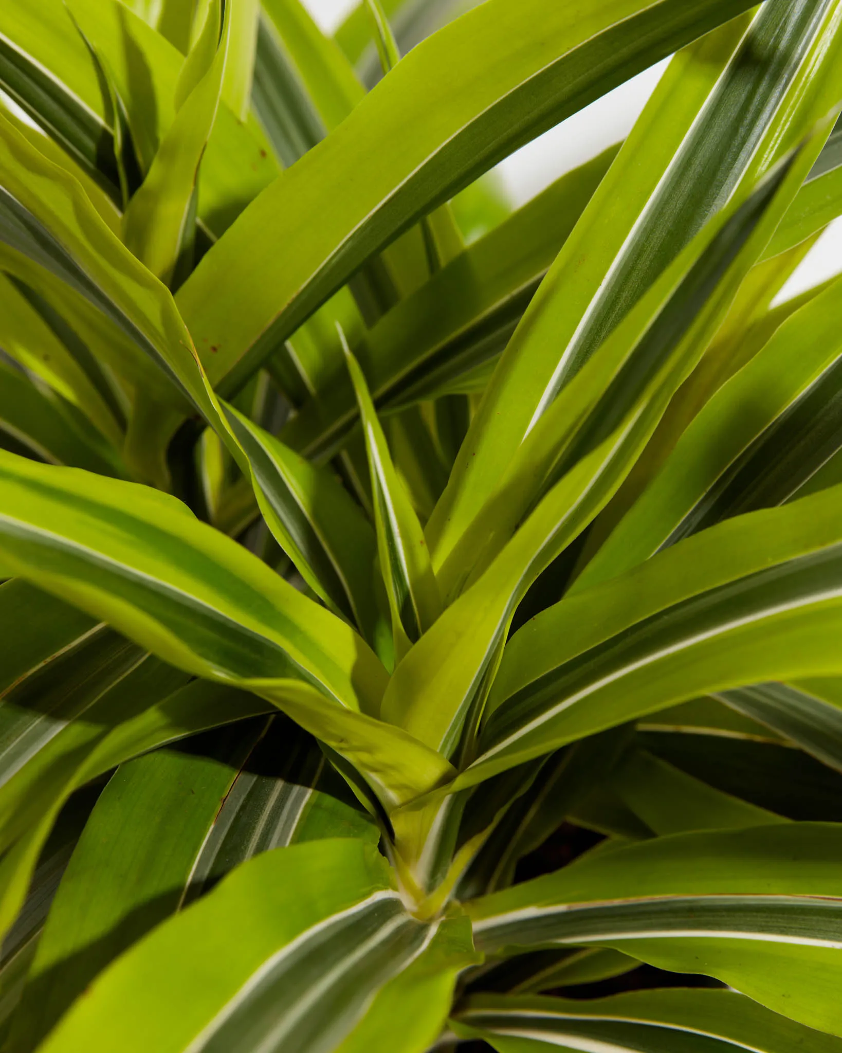 Dracaena Lemon Lime