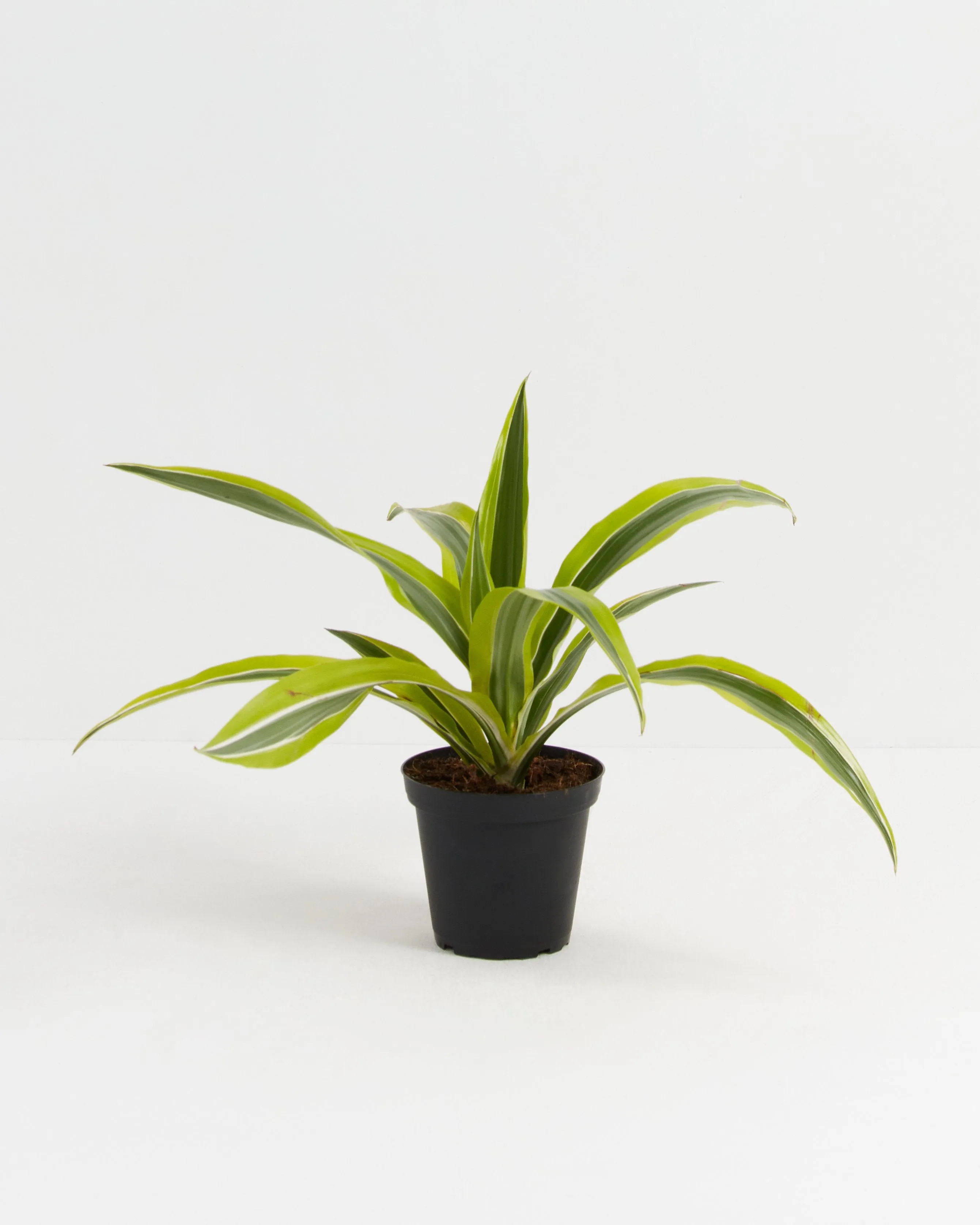Dracaena Lemon Lime