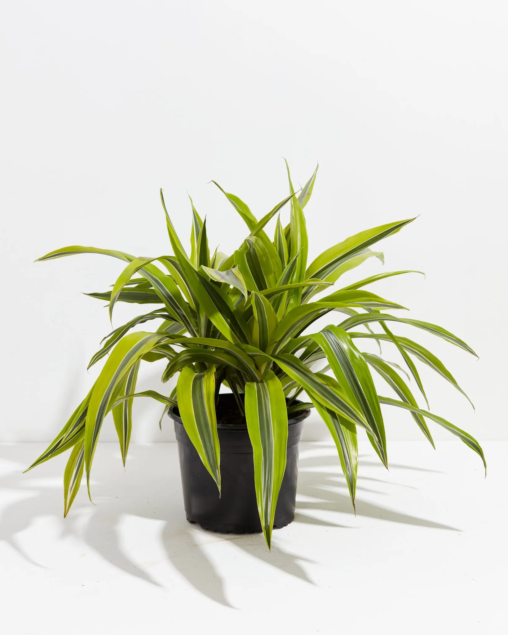 Dracaena Lemon Lime