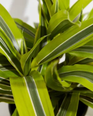 Dracaena Lemon Lime