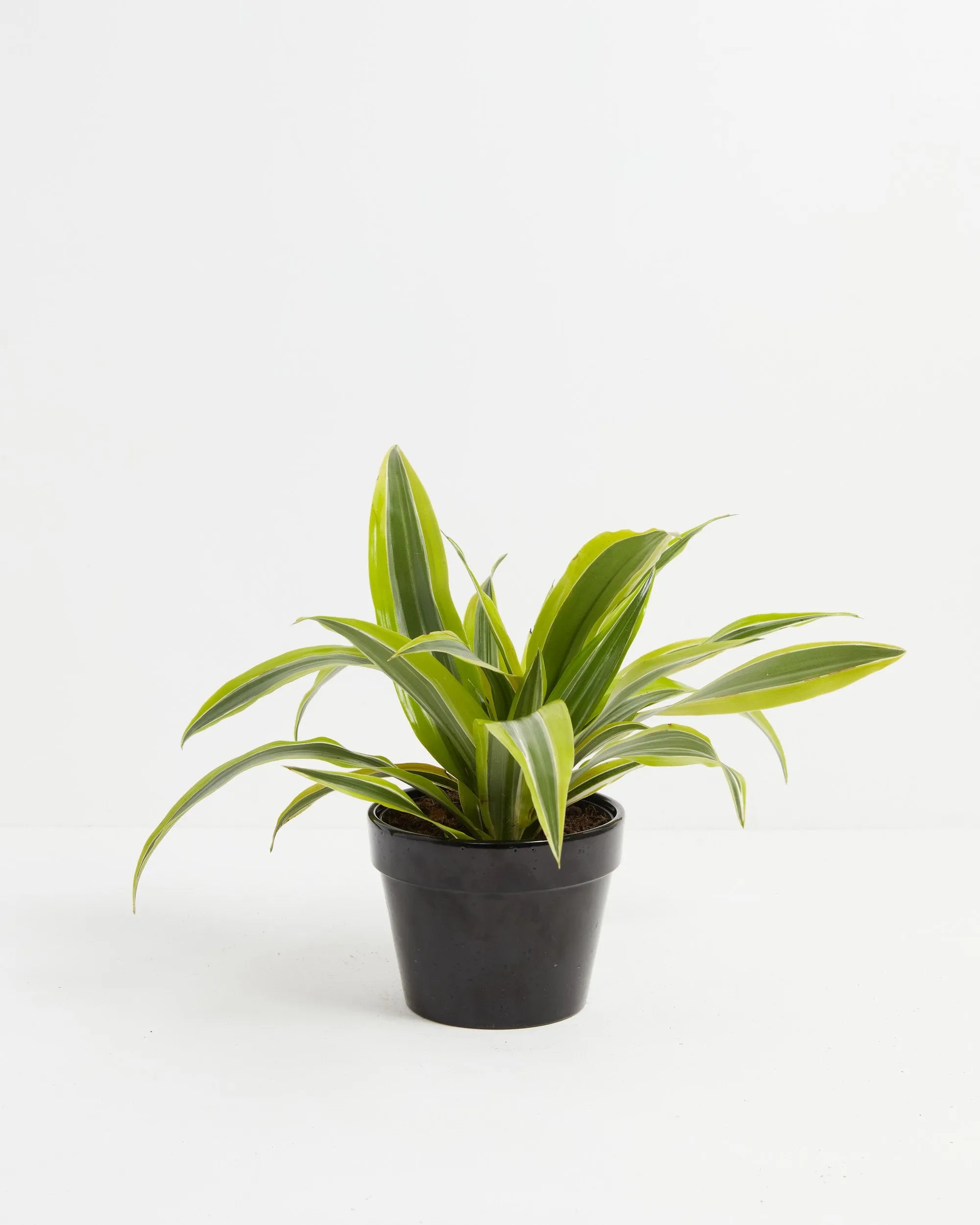 Dracaena Lemon Lime