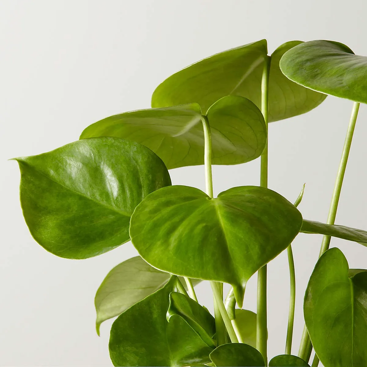 LIVE MONSTERA 6" IN BLACK CERAMIC POT