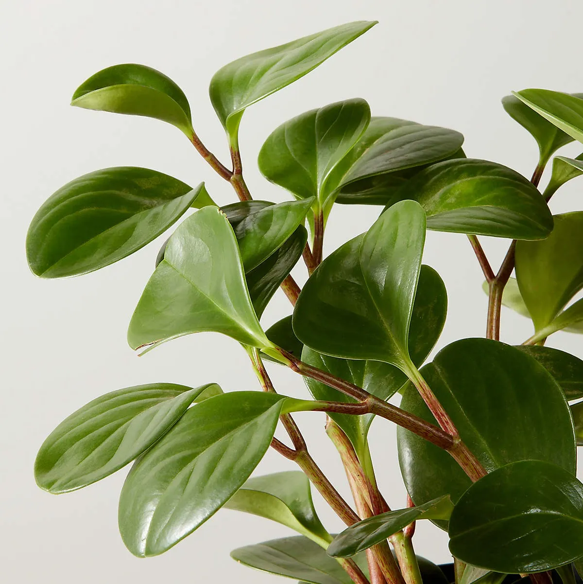 LIVE PEPEROMIA OBTUSIFOLIA 6" IN CERAMIC WHITE POT