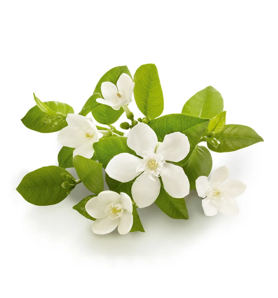 Neroli Single Note Fragrance Oil