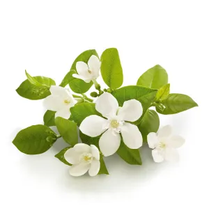 Neroli Single Note Fragrance Oil