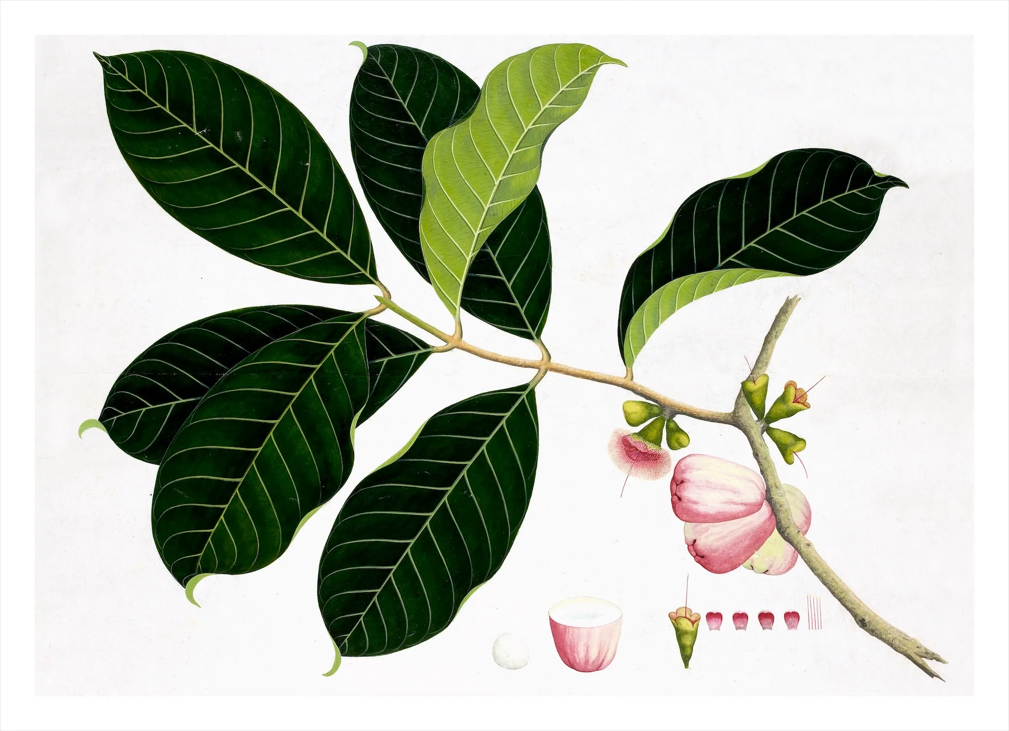 Remastered 19th C. Anglo-Indian Botanicals