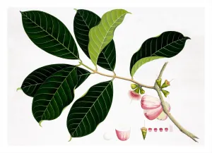 Remastered 19th C. Anglo-Indian Botanicals