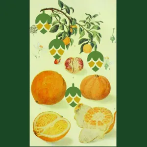 Tangerine IPA Extract Ale Kit