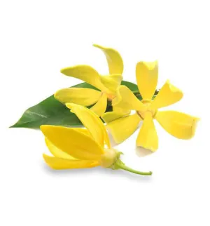 Ylang Ylang Fragrance Oil